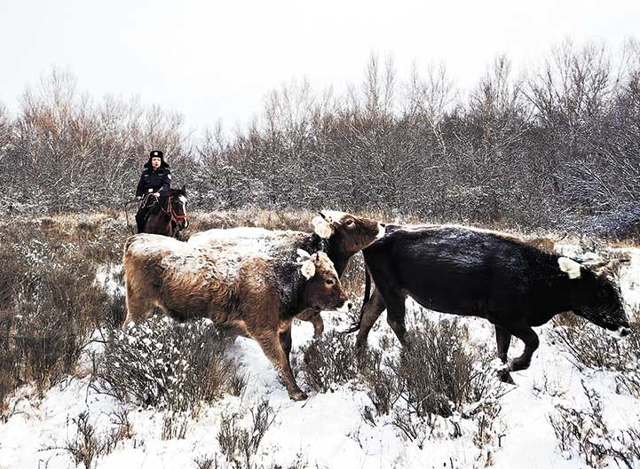 零下20℃ 踏雪寻牛